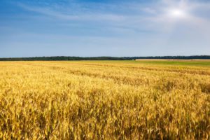 wheat-field-small