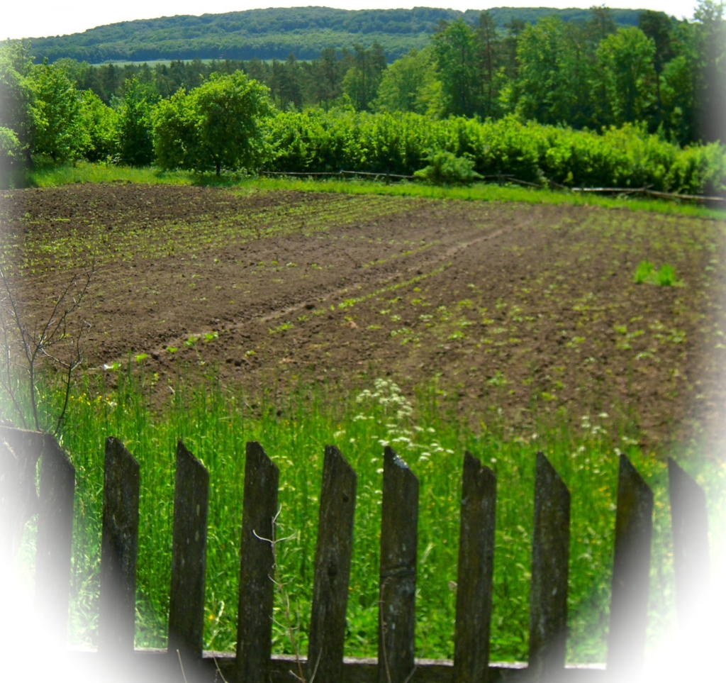 black-soil