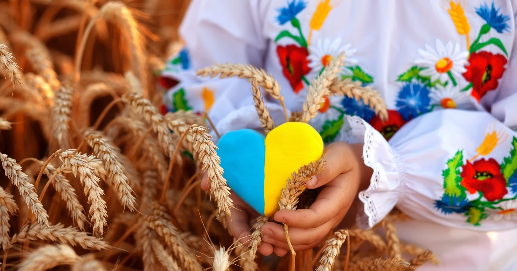 A,yellow,and,blue,heart,and,spikelets,of,wheat,in
